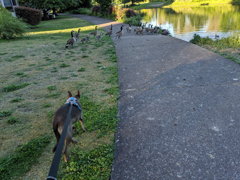 Illustration for article titled A walk in Eugene, Oregon